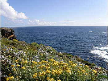 Point Lobos, California, nature, pacific-ocean, seashore, point-lobos HD wallpaper