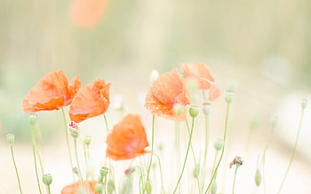 Plants, Poppies HD wallpaper