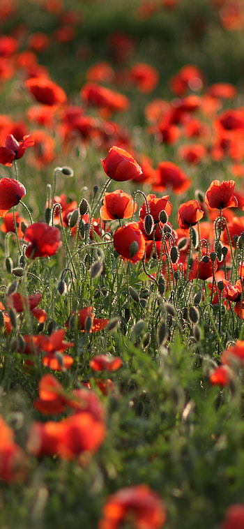 Meadow flowers poppy, Beautiful , que scene, Nature's grace HD phone wallpaper