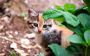 Animals, Leaves, Kitty, Kitten, Sight, Opinion HD wallpaper