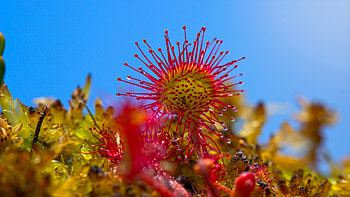 Plant, Macro, Sundew HD wallpaper