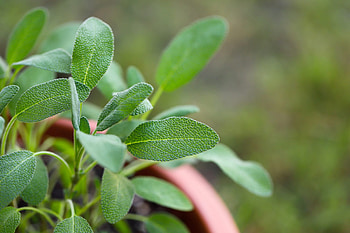 Sage herb, Sage culinary uses, Sage herb guide, Allrecipes HD wallpaper