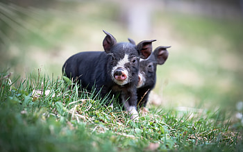 Piglets, farm, baby, animals, grass HD wallpaper