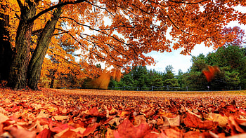 Nature's masterpiece, Maple tree , , Aesthetic background HD wallpaper