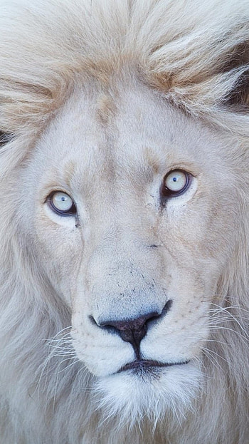 White Lion, Lion Face HD phone wallpaper