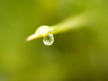 Macro, Blur, Smooth, Drop, Dew HD wallpaper