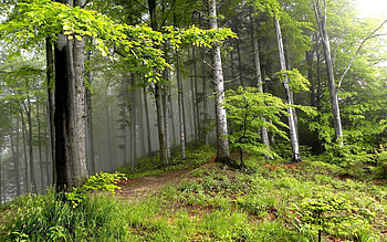 Landscape, Trees HD wallpaper