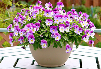 Flowers, Pansies, Table, Pots, Plant Pot HD wallpaper