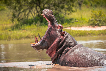 Hippopotamus, Animals, 73, San Diego HD wallpaper