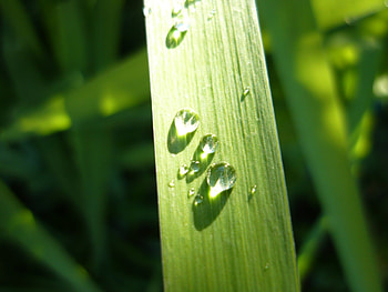 Water in green, necros89, drop, plants, green, nature, grass, water HD wallpaper
