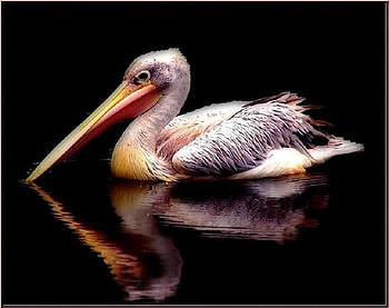 Pelican, bird, animals, dark, nice HD wallpaper