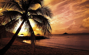 Sunset, sand, palm, beach, twilight, waves, trees, nature, sky, splendor HD wallpaper