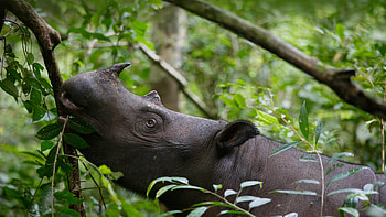 Sumatran rhinoceros, Way Kambas National Park, Indonesia, Animal, rhino HD wallpaper