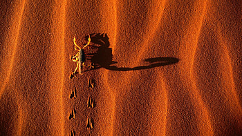 Screensaver , Scorpion category, collection, Full HD wallpaper