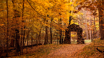 Autumn leaves tree , Ultra , Nature's tapestry, Fall inspiration HD wallpaper