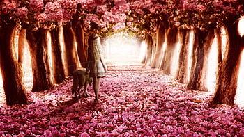 Pink Flowers Path, pink, flowers, path HD wallpaper