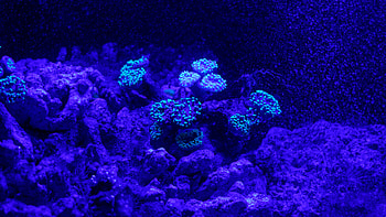 Nature, Coral, Underwater World, Nautical, Maritime, Reef HD wallpaper