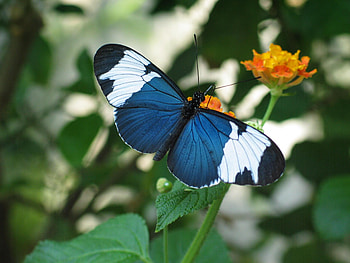 NATURE PAINTINGS, blue, animal, white, black, butterfly, insect HD wallpaper