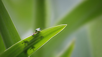 Tiny gecko on leaf, Animal, gecko HD wallpaper