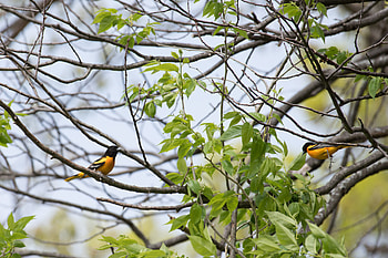 Animals, Leaves, Feather, Bright, Bird, Branch HD wallpaper