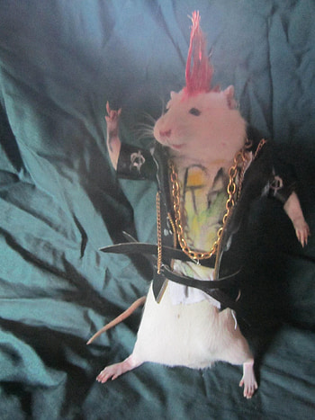 Rat ounk, funny HD phone wallpaper