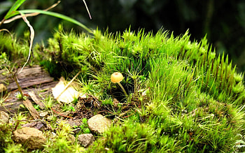 Nature, Grass, Autumn, Leaves HD wallpaper