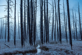 Nature, Trees, Forest, Frost, Hoarfrost, Creek, Brook HD wallpaper