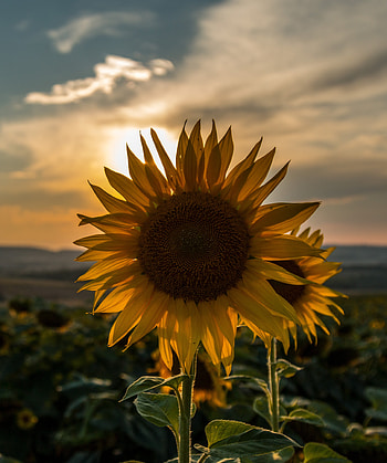Nature, Sunset, Sky, Summer, Field, Sunflower HD phone wallpaper