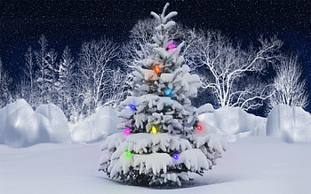 Holidays, New Year, Fir-Trees HD wallpaper