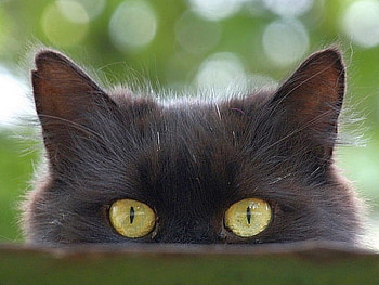 Cat Eyes, cool HD wallpaper