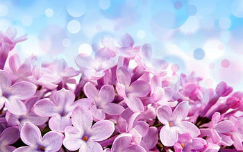 Plants, Flowers, Background, Violet HD wallpaper