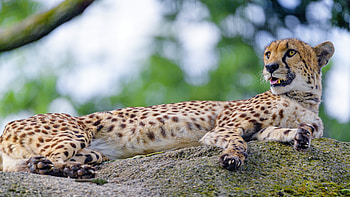 Graceful cheetah, Wildlife graphy, Stunning predator, African savannah HD wallpaper
