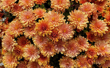 Chrysanthemum, , Natural beauty, Stunning background HD wallpaper