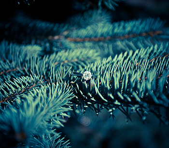 Needle, Miscellanea, Miscellaneous, Fir, Spruce, Ring, Needles, Diamond HD wallpaper