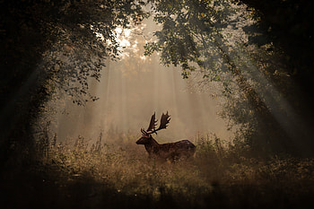Deer Mammal Forest Sunbeams , deer, animals, forest, sunbeam, graphy HD wallpaper