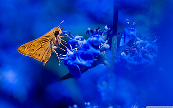 Impressive moth , Diverse moth species, Eye-catching designs, collection HD wallpaper