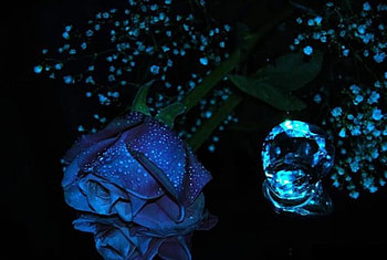 Blue Rose, blue, rose, flori, flower, trandafir, flowers, albastru HD wallpaper