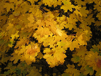 Plants, Flowers, Autumn HD wallpaper