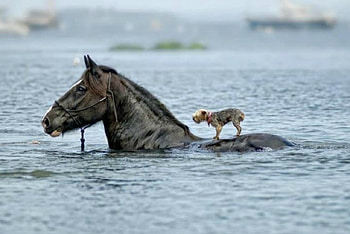 A friend in need, dog, horse, need, saving, cute, adorable, friend, save HD wallpaper