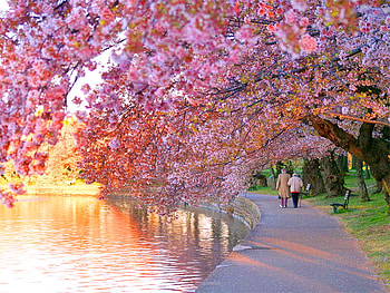Blossoms and gold, river, golden, sunlight, spring, cherry blossoms, walkway HD wallpaper