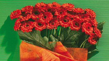 Lovely Flower ., white, orange, green, red HD wallpaper
