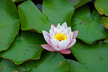 Flowers, Leaves, Flower, Petals, Bloom, Flowering, Water Lily HD wallpaper