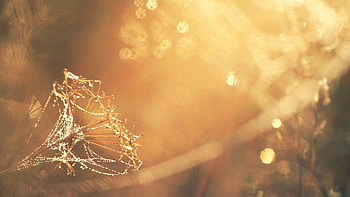 Plant, Macro, Glare, Shine, Light, Sunlight HD wallpaper