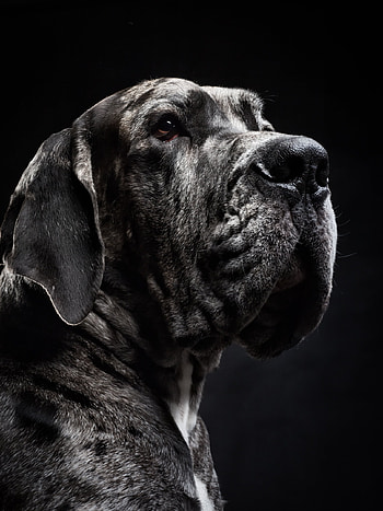 Dog portraits, True dogs , Emotional connection, Artistic expression HD phone wallpaper