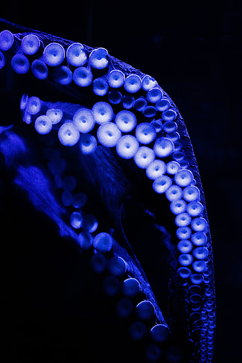 Octopus legs, aquatic life, close up HD phone wallpaper