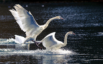 Animals, Nature, Swans, Lake HD wallpaper