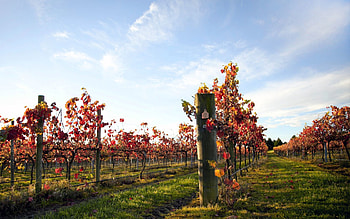 Nature, Plantation, Rows, Ranks, Vineyard, Seedling, Seedlings HD wallpaper