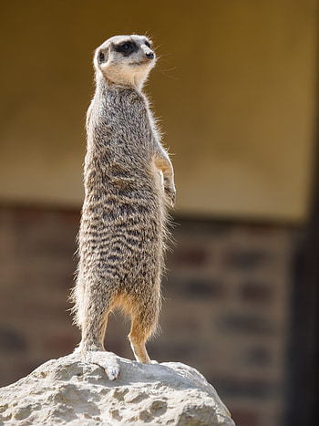 Funny, Animals, Sight, Opinion, Animal, Meerkat, Surikat HD phone wallpaper