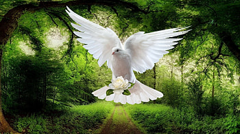 Dove in Flight, ART, BEAUTY, DOVE, ABSTRACT HD wallpaper