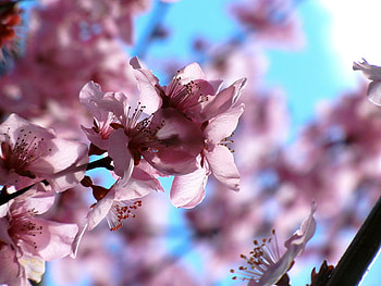 plum_blossom, pink, flowers, lovely, nice HD wallpaper